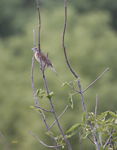 Dickcissel